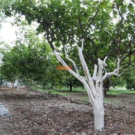 Dolphin Garden Semesterbostad Fethiye