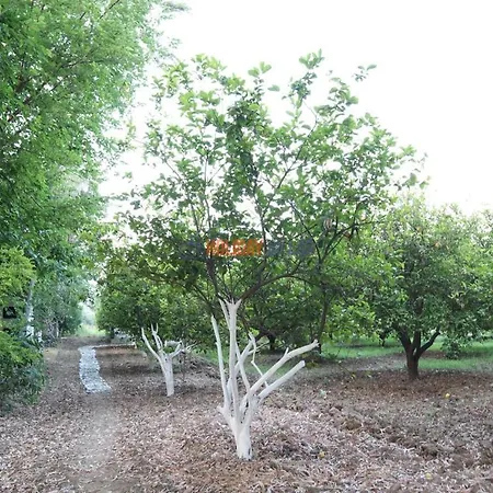 Dolphin Garden בית נופש פאטהיה