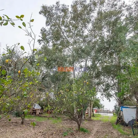 Dolphin Garden * פאטהיה